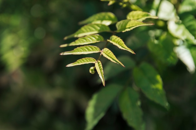 Foto grátis textura da vegetação natural