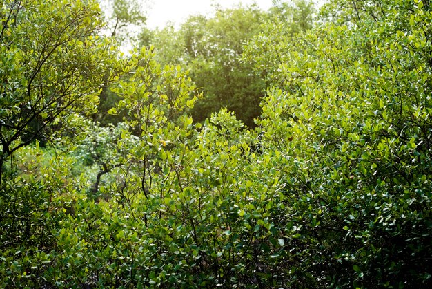 Textura de arbusto de planta verde