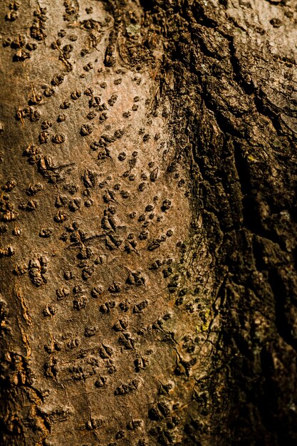 Textura de árvore com deformações naturais