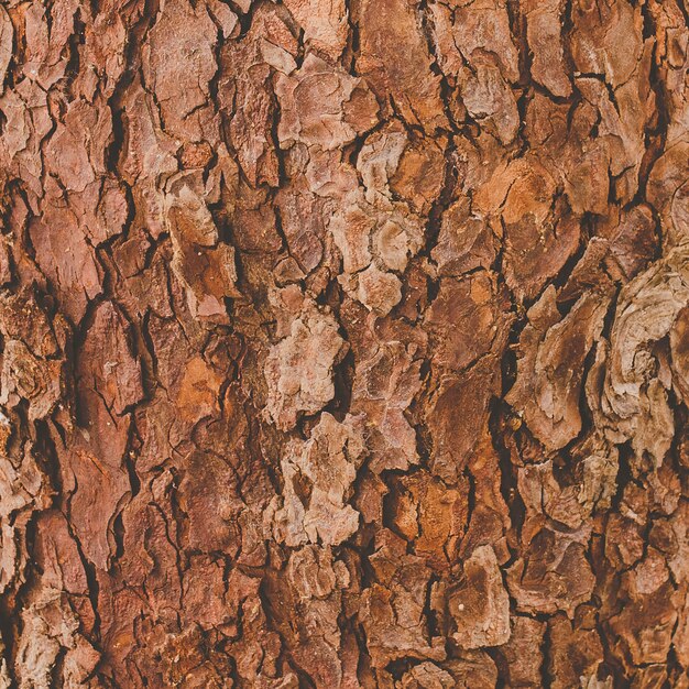 textura de casca de árvore