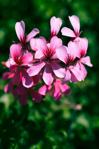 Textura de close-up de flores