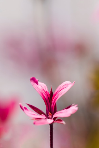 Foto grátis textura de close-up de flores