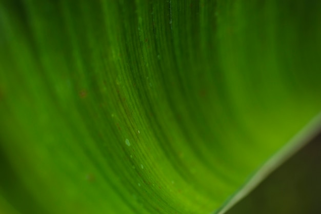 Textura de folha de jardim lant