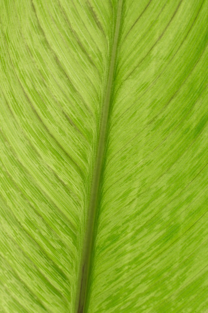 Textura de folha de planta verde