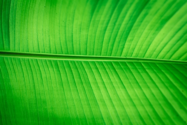 Textura de folha verde de fundo natural