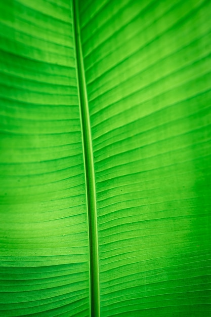 Textura de folha verde de fundo natural
