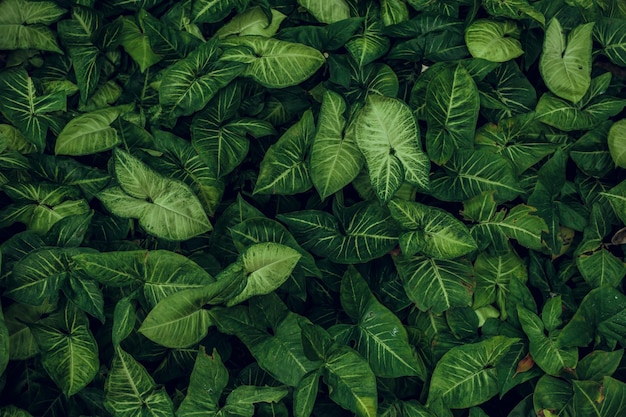 Textura de folha verde Fundo de textura de folha