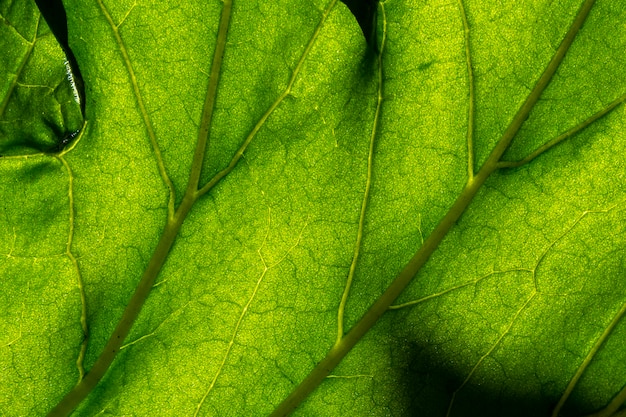 Textura de Folha Verde