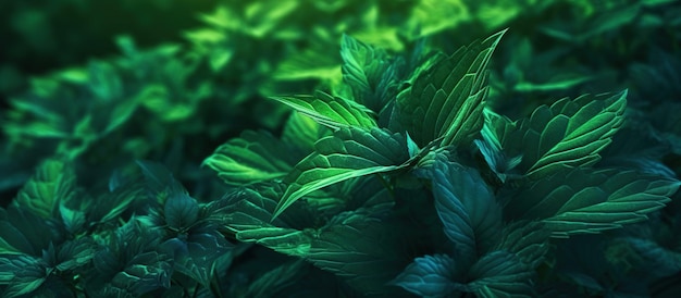 textura de folhagem verde