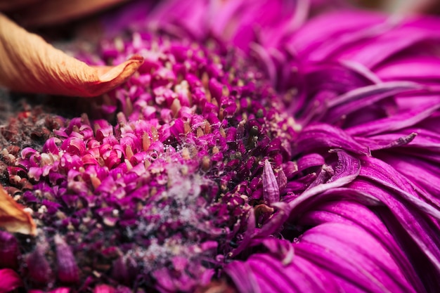 Foto grátis textura de frutas tropicais de macro