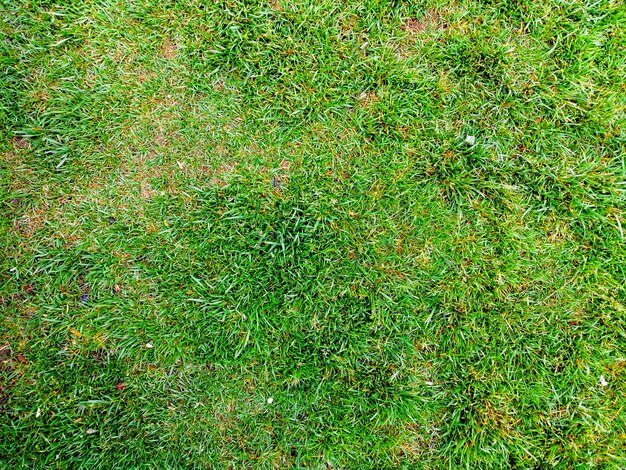 Textura de fundo de grama