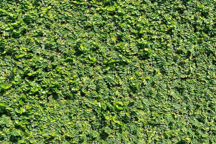 Foto grátis textura de fundo de parede de árvore planta verde