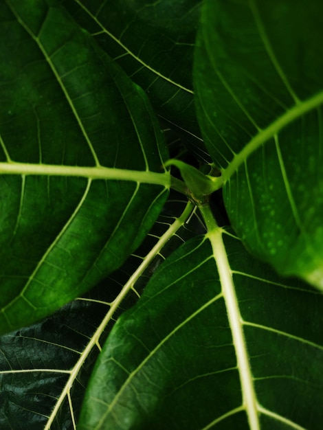 Foto grátis textura de fundo verde folha