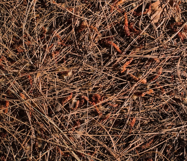 Textura de grama seca