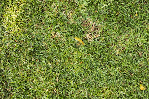 Textura de grama verde brilhante