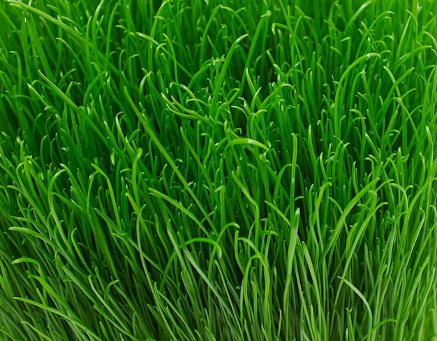 Textura de grama verde jovem suculenta