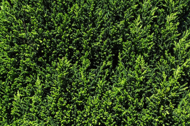 Textura de hedge verde