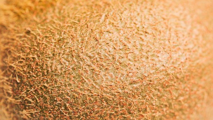 Foto grátis textura de kiwi macro
