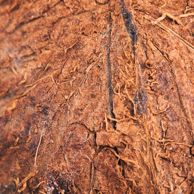 Textura de kiwi macro