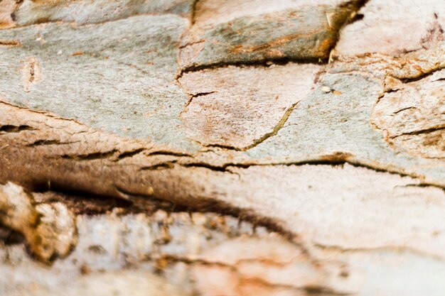 Textura de madeira natural à luz