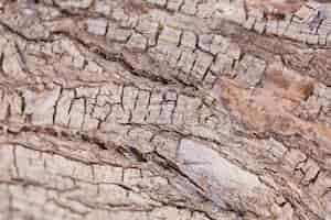 Foto grátis textura de madeira