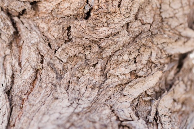 Textura de madeira