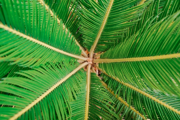 Textura de palmeira