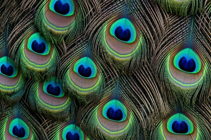 Foto grátis textura de pele padrão de pavão