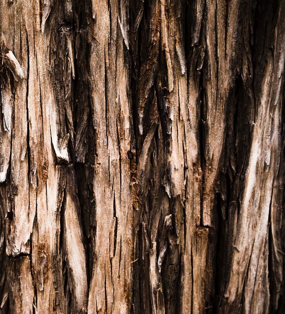 Textura de tronco de árvore close-up