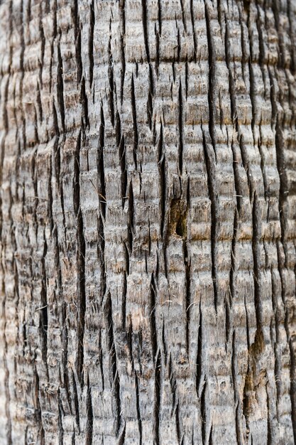 Textura de tronco de árvore close-up