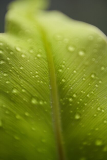 Textura detalhe do close up natureza gota