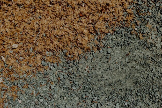Textura do solo com folhas secas