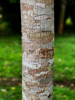 Textura do tronco de madeira da árvore, close-up