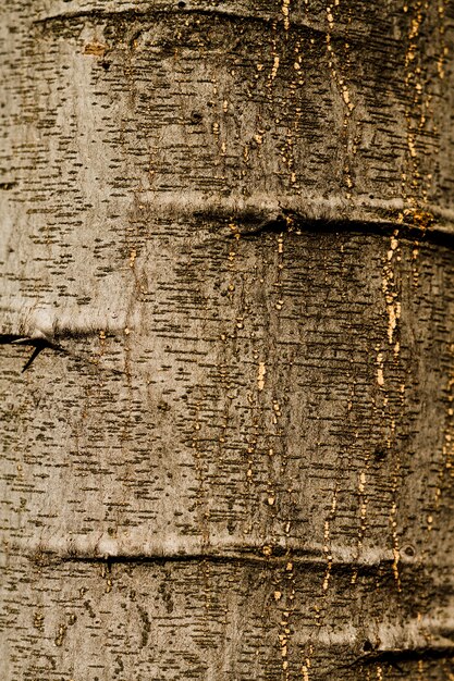 Textura em relevo da casca de carvalho close-up