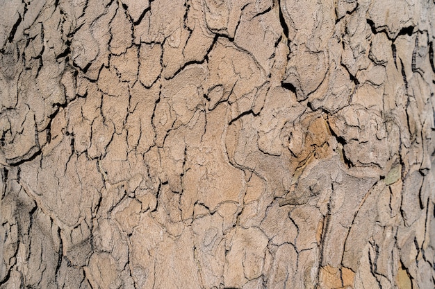 Textura em relevo da casca marrom de uma árvore de perto
