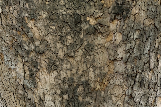 Textura em relevo da casca marrom de uma árvore de perto