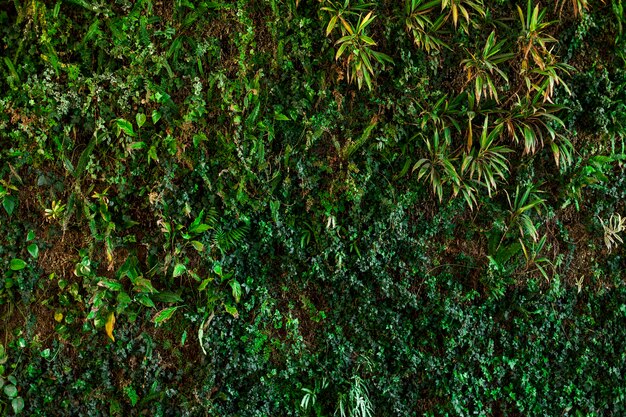 Textura natural com variedade de plantas