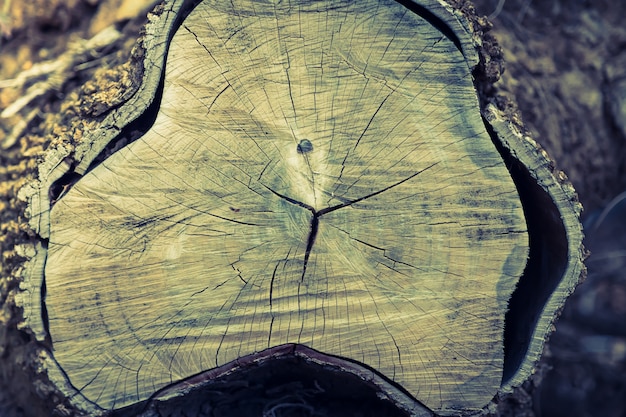 textura Stump