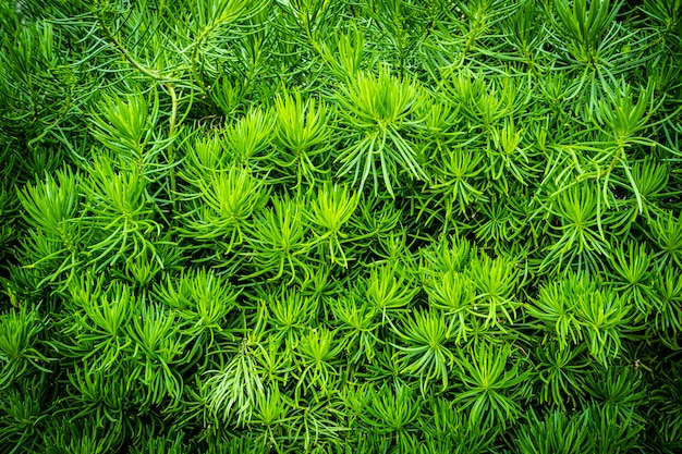 Texturas e superfície de planta verde árvore e folha