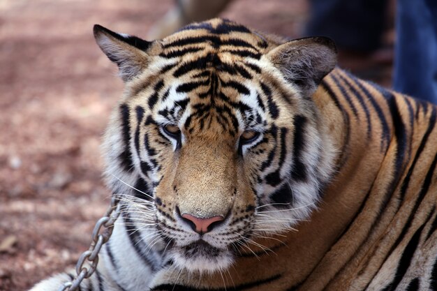 Tigre asiático close-up