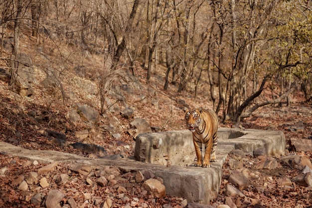 Tigre de bengala incrível na natureza