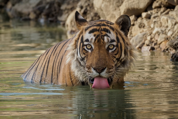 Tigre de Bengala incrível na natureza