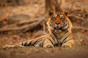 Foto grátis tigre de bengala incrível na natureza