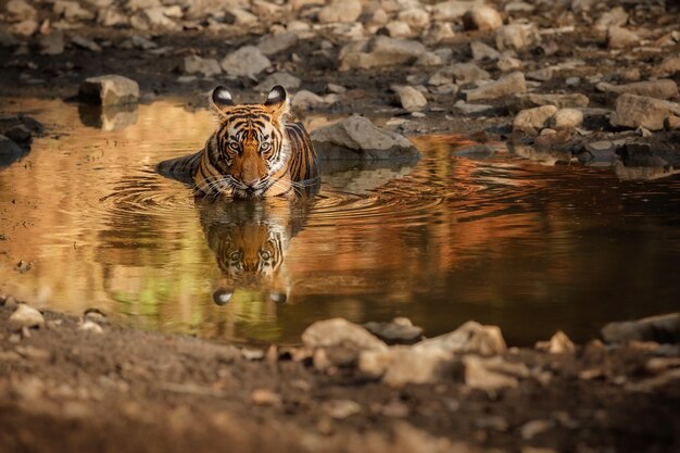 Tigre de Bengala incrível na natureza