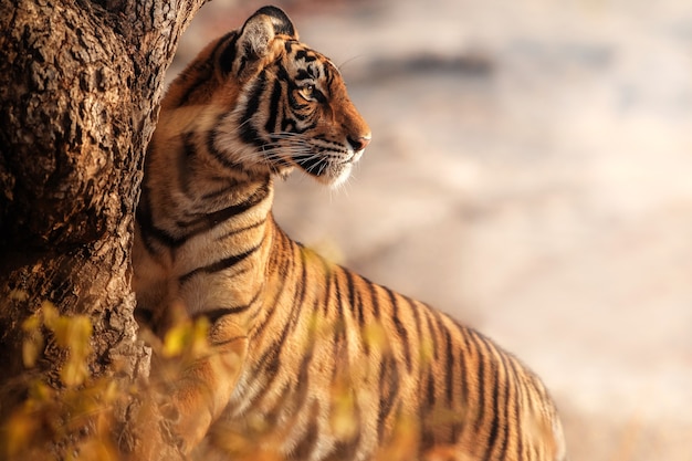 Tigre de Bengala incrível na natureza