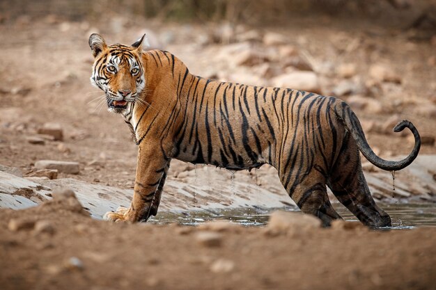 Tigre de Bengala incrível na natureza