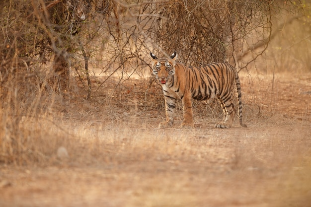 Tigre de bengala incrível na natureza