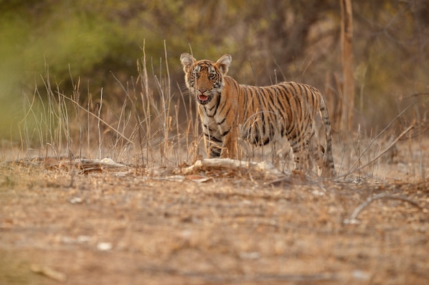 Tigre de Bengala incrível na natureza