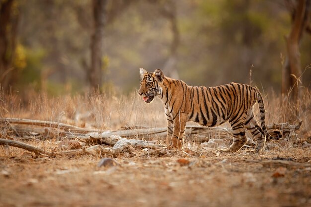 Tigre de Bengala incrível na natureza