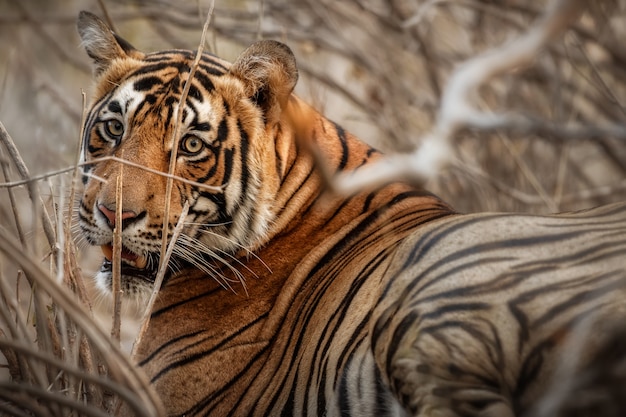 Tigre de Bengala incrível na natureza